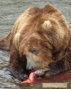 856 Year Unknown, Monitoring Bears at Brooks River page of the 2018 Bears of Brooks River book, page 21 ~ NPS photo only. 856 eats his catch near Brooks Falls. A bear's fishing activity is just one of the many behaviors recorded by Katmai staff.