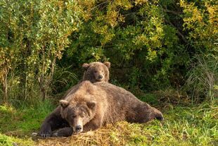 910 and spring cub September 12, 2022 or prior NPS photo by Ranger Lian