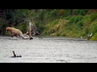 9_Sep_2023-_435_Leaps_on_a_Fish_(explore.org)