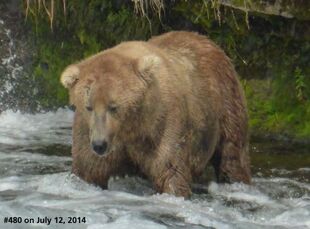 480 Otis July 12, 2014 NPS photo from the 2015 Bears of Brooks River book, page 7 Let's Get Fat