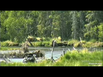 128_Grazer_&_yearling_6-14-21