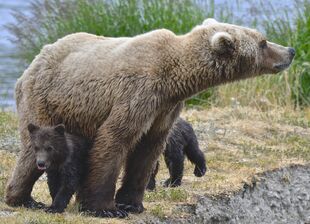 171 with her 2 spring cubs on June 30, 2019 at 11:56 photograph by Truman Everts