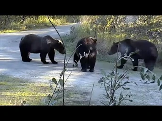 24_Sep_2021-_27,_912,_and_Vincent_Meet_on_the_Road_(explore.org)