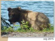 600 July 2015 NPS photo 2016 Bears of Brooks River book, page 30