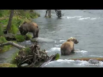 128s_in_the_Riffles_-_August_17,_2022_(explore.org)