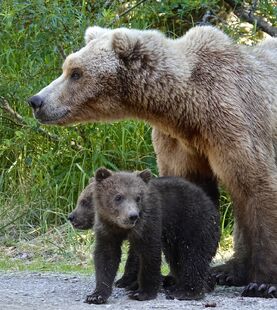 171 with her 2 spring cubs in Tuckerville on July 3, 2019 at 10:39 photograph by Truman Everts