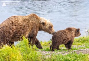 171 and spring cub September 16, 2019 photo by scooch