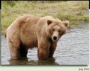 468 Reggie July 2003 NPS photo from the 2012 Brown Bears of Brooks Camp iBook