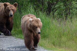 151 Walker following 708 Amelia down Valley Road June 2018 by Melissa Freels