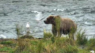 Brooks_Falls_Brown_Bears_10-09-2018_03_00_09_-_04_00_00