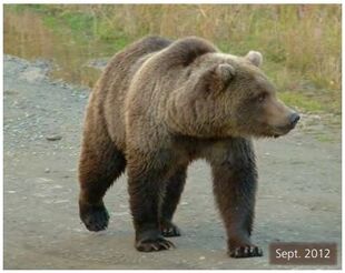 Subadult 284 "Electra" September 2012 NPS photo from page 48 of the 2014 Bears of Brooks River book