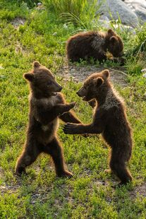 Three of 94's 4 spring cubs July 13, 2022 NPS photo by L Kaw KNP&P Flickr