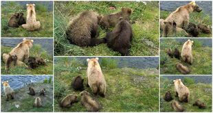 128 Grazer and 3 spring cubs 2016 snapshot collage by Xander-Sage-2