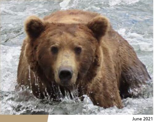 151 Walker July 2021 NPS photo 2022 Bears of Brooks River book page 69 .01