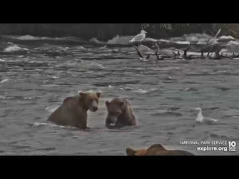 909_and_yearling_cub_Brooks_Falls_cam_Explore.org_8-8-2022