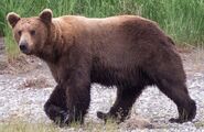 Ranger Russ' June 16, 2018 15:16 comment with 2 photos of the bear observed on the lower river at 14:15 June 16, 2018 (photo only zoom)