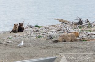 435 Holly and 719s spring cubs September 16, 2019 photo by scooch