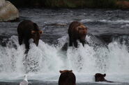 821 (left) with 356 (right) July 31, 2022 photo by Lori Hocking (aka Lovethebears1)