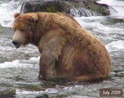 420 Genghis | Katmai Bearcams Wiki | Fandom