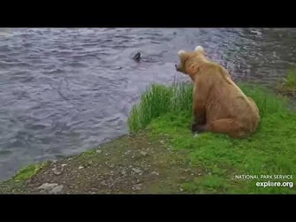 128_Grazer_checks_out_the_falls_Explore.org_June_30,_2023