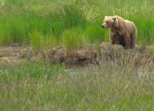 171 with her 2 spring cubs tucked underneath her belly June 29, 2019 at 12:44 photograph by Truman Everts