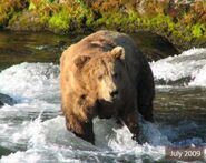 418 Jack July 2009 NPS photo from the 2014 Bears of Brooks Camp book page 62