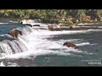 "Here_Comes_128"_2021_08_28_128_Courtesy_of_Explore.org