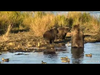 132_and_cubs_-_Explore.org_September_28,_2021-2