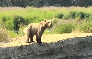 171 without her 2 spring cubs July 8, 2019 snapshot by Mazey