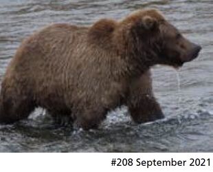 208 September 2021 NPS photo 2022 Bears of Brooks River book page 34