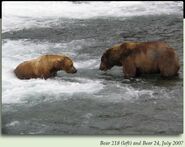 218 Ugly (left) with 24 BB (right) July 2007 NPS photo 2012 Brown Bears of Brooks Camp iBook
