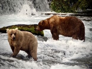 435 Holly (left) and 89 Backpack (right) July 1, 2019 photo by Katmai Conservancy Ranger Naomi Boak