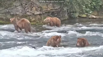 503_&_the_Mooching_32_2021-07-14_23-49-57-042_(explore.org)-3