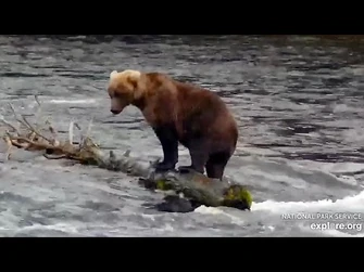 5_Sep_2023-_129_Fishes_the_Riffles_(explore.org)