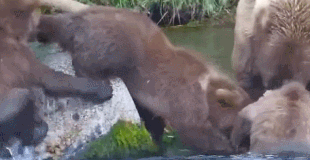901's spring cubs learned to balance from their mom August 24, 2023 gif created by oregonshefisher (p 18:27)
