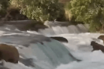 910 GIF 2022.07.27 SPRING CUB WASHES OVER FAR SIDE LIP BFHV LUNACRE p 21.48 01