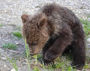 171's spring cub July 2, 2019 photo by Truman Everts