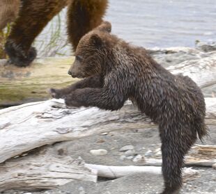 One of 171's two spring cubs on June 30, 2019 at 11:49 photograph by Truman Everts