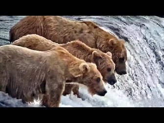 19_Jul_2021-_128,_402,_and_812_on_the_Lip_(explore.org)