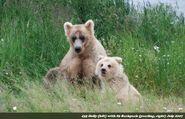 435 Holly (left) with yearling 89 Backpack (right) July 2007. 89 Backpack was 435's 1st known litter.