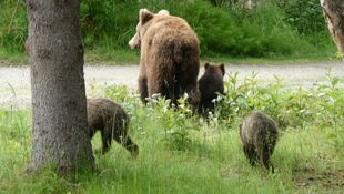 504 and 3 spring cubs July 16, 2021 NPS photo by Ranger Naomi Boak (aka NSBoak)