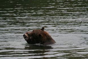 879 and 469 "Digger" / "Patches" having a play fight on September 3, 2010 NPS photo