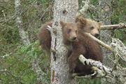 GRAZER 128 PIC 2016.07.04 or PRIOR 2 of 3 SPRING CUBS RANGER MIKE POSTED 2016.07.04 11.19
