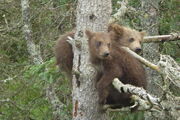 GRAZER 128 PIC 2016.07.04 or PRIOR 2 of 3 SPRING CUBS RANGER MIKE POSTED 2016.07.04 11