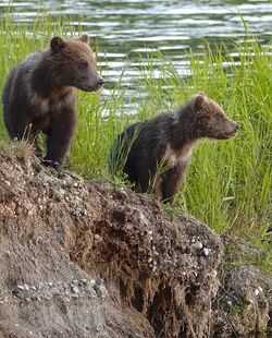 171's 2 spring cubs on July 2, 2019 at 22:36 photograph by Truman Everts