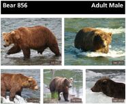 856's page of the 2014 Bears of Brooks River book, page 28 ~ top only