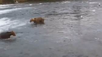 OTIS 480 GIF 2023.07.26 NATURES FOLIO FISHING REPORT 04 ZEN
