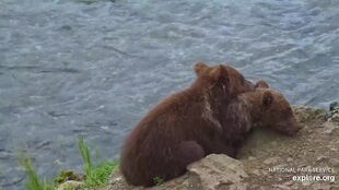 26's two spring cubs July 27, 2023 snapshot captured by WinterRose (p 18:53)