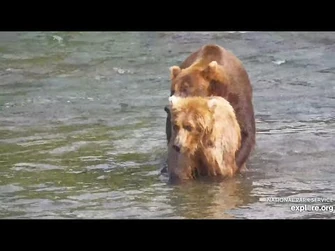 719_and_912_Mate_Near_the_Island_-_July_30,_2024_(explore.org)-2