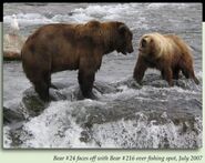 24 BB (aka Bald Butt) (left) with 216 Marilyn (right) July 2007 NPS photo 2012 Brown Bears of Brooks River iBook